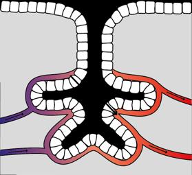 CO 2 metabolism O