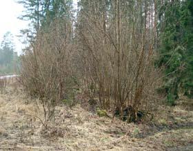 2. Grinduga Hassel längs vägkanten i Grinduga. Hassel längre in i lokalen.