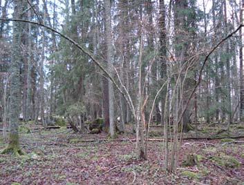 3. Gysinge, Storön Flera fåstammiga trängda hasselbuskar förekom på Storön.