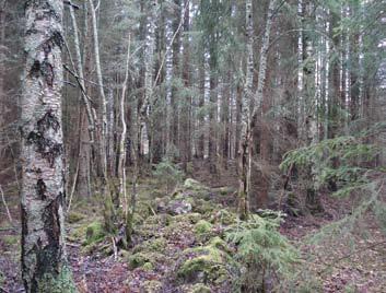 4. Jordbärsmuren Trängda hasselbestånd i den täta skogen vid Jordbärsmuren. Besöksdatum: 8/4-2008 Områdeskod: A-07 Koordinater: N-koord (x) 6686820, (y) 1561623 Planterad granskog med lövinslag.