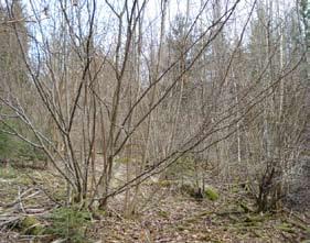 5. Bovik Flerskiktad granskog med tjockt mosstäcke i norr. Hassellund med stora välmående hasselbuskar i söder.