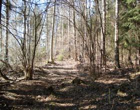 13. Hillesjön Hasselglänta med fristående, relativt stora hasselbuskar i solexponerat läge. Enstaka hasselbuskar en bit in i skogen får beskuggning.