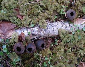 Lämpliga lokaler för svampen är hasselmiljöer gärna med inslag av blandskog hassel, asp och gran. Andra trädslag gynnar svampen då dessa skyddar mot solens och vindens uttorkande effekt.