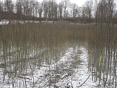 Figur 4. Bild på det stråkröjda hybridaspförsöket. Korridorerna var 4 m breda och mellan korridorerna lämnades 1 m breda zoner. Snitslarna markerar kanten mellan stråk och mellanzon.