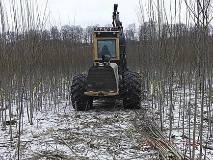 Figur 2. Eco Log 560B i 4-årigt hybridaspbestånd. Samtliga stråk var mycket stamtäta mellan 95 000 110 000 stammar per hektar. Medelstamtätheten var 105 000 stammar per hektar, Tabell 2.