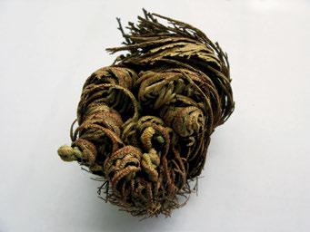 Selaginella species: