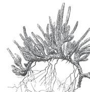 lepidophylla (Southwest