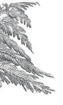 australiensis Baker