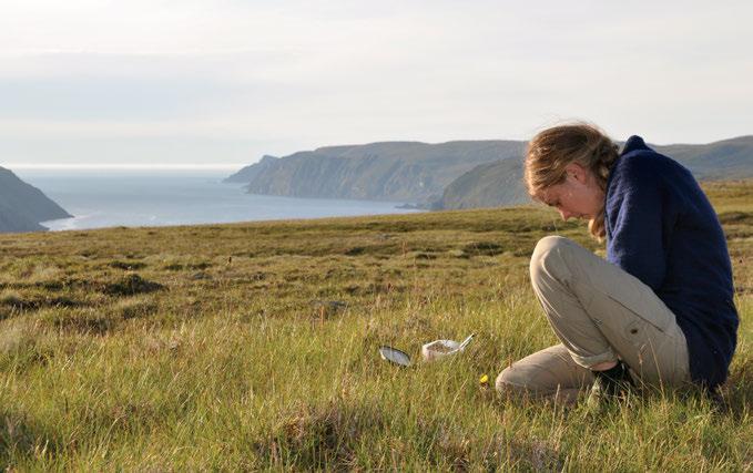 Figure 4. Stina collecting S. selaginoides at the North Cape, Norway. Photo: J. Larsson.