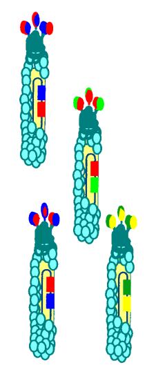 Cloning Cloning H H L L H L H L Isolated