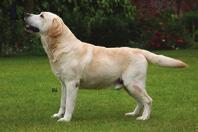 Sh Ch Rocheby Statesman (Rocheby Old Smokey x Brambleridge Rave Review of Bridgeford) är i likhet med kullbror State Occasion en flitigt använda avelshund.