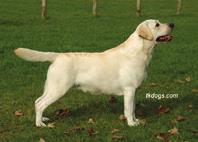 al Oak, Sh Ch Rocheby Popcorn (BIR på Crufts 1992), Am Ch Rocheby Ripling Corn och Rocheby Cornflower of Amesleagh.