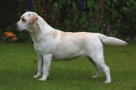 Sh Ch Rocheby Sensational (Rocheby Town Cryer x Rocheby Wild Snowdrop), här vid 18 månaders ålder, blev bland annat BIR på Crufts 2016.