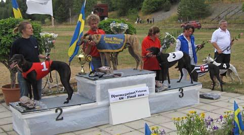 Jaliya al Garamiya. Uppfödare Dar el Hindiya. Ägare Pia Höggren. VHS BIR veteran Greyhound. Nr. 39. Festivalfanfar. Uppfödare. Mundis. Ägare Heléne Hellberg. VHS. BIS Veteranklass 1:a nr. 39. Greyhound. Festivalfanfar. Uppfödare. Mundis. Ägare. Heléne Hellberg. VHS. Total BIS Hederspris ifrån Ideborgs Kennel.