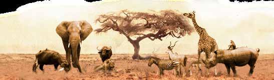 Cheetah Camp