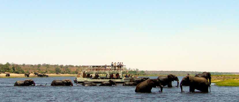 Zimbabwe & Botswana NYATI Safari Plus Botswana & Chobe National Park Besök storslagna Chobe National Park i Botswana, exempelvis i anslutning till besöket vid Victoria Falls.