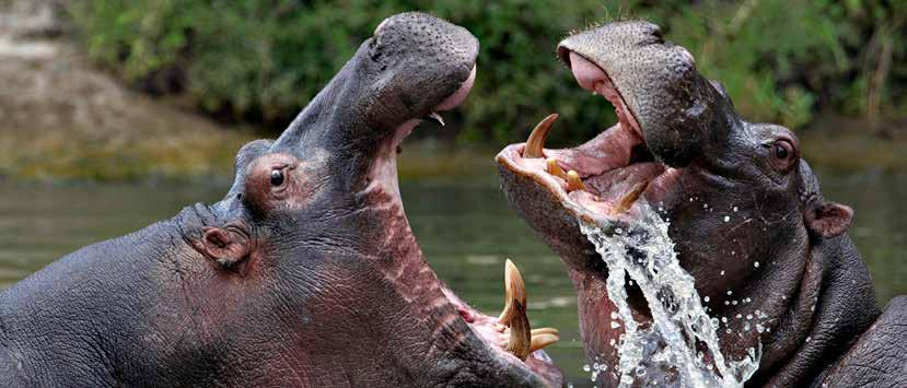 Chobe National Park har en av Afrikas största koncentrationer av vilda djur och är framför allt känt för sina omkring 120 000 elefanter.