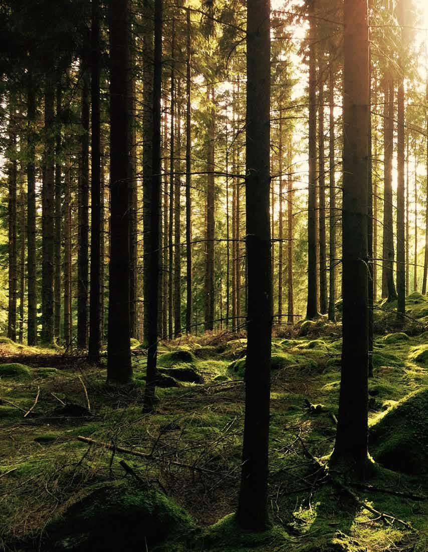Information ALLMÄN MONTAGEBESKRIVNING Brädorna skall rätsågas i ändarna innan läggning. Brädorna skall läggas med ett avstånd om minst 3 mm mellan varandra i kortändarna och 4 mm på långsidorna.