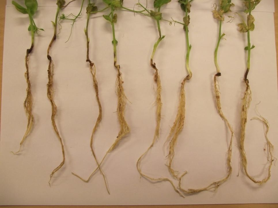 Boron influence on pea