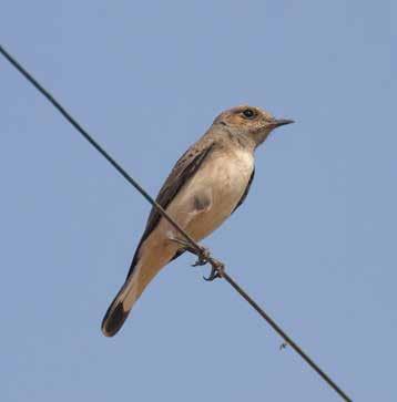 Sparrow-Lark, långnäbbad piplärka, en Variable Wheatear samt två Indian