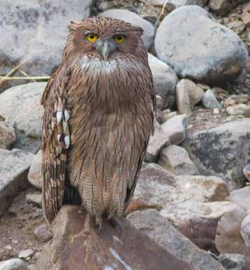 Brown Fish Owl Grey Francolin Golden Jackal Ranthambore Striped Hyena Under denna sista kväll valde några av oss att vara med på en nattur med en öppen jeep för att försöka se