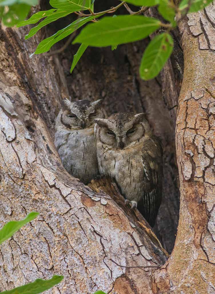 Indian Scops