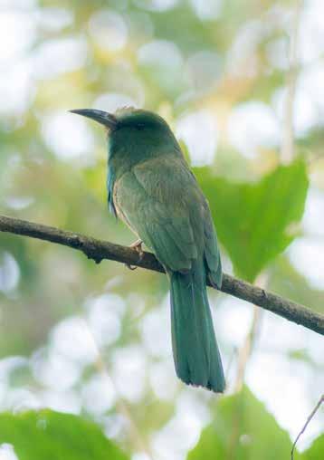 Corbett-målart: Blue-bearded Bee-eater. Vi njöt också av flera närgångna Long-tailed Shrikes, Siberian Stonechats och Black-winged Kites i morgonsolen.