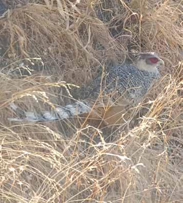 kryss och i princip alla i samma träd! I en avlägsen bergssluttning förkunnade en Hill Partridge att morgonen var kommen till Himalaya.