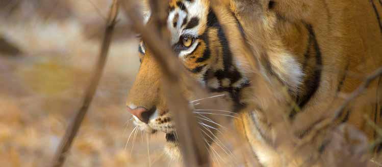 Researangör: Birdsafari Sweden / Karlmark resor Reseledare: Zsombor Károlyi Guider: Rajat Pal Singh, Ansar Khan Text och foto: Zsombor Károlyi Denna resa var Birdsafariswedens första till Indien och