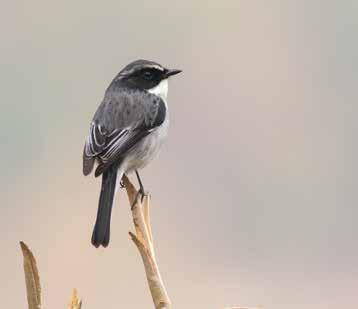 Bushchat