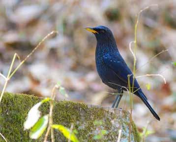 En och annan blandflock kom anstormande och i dessa kunde vi hitta många roliga arter som Whistler s Warbler, Blackchinned Babbler, Whiskered Yuhina, Greysided Bush Warbler, Black-throated Sunbird,