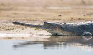 fossil. Vi såg också flera exemplar av kusinen Mugger Crocodile, den indiska sumpkrokodilen som kan växa till över fem meter. Men vi var naturligtvis inte bara ute efter kräldjur.