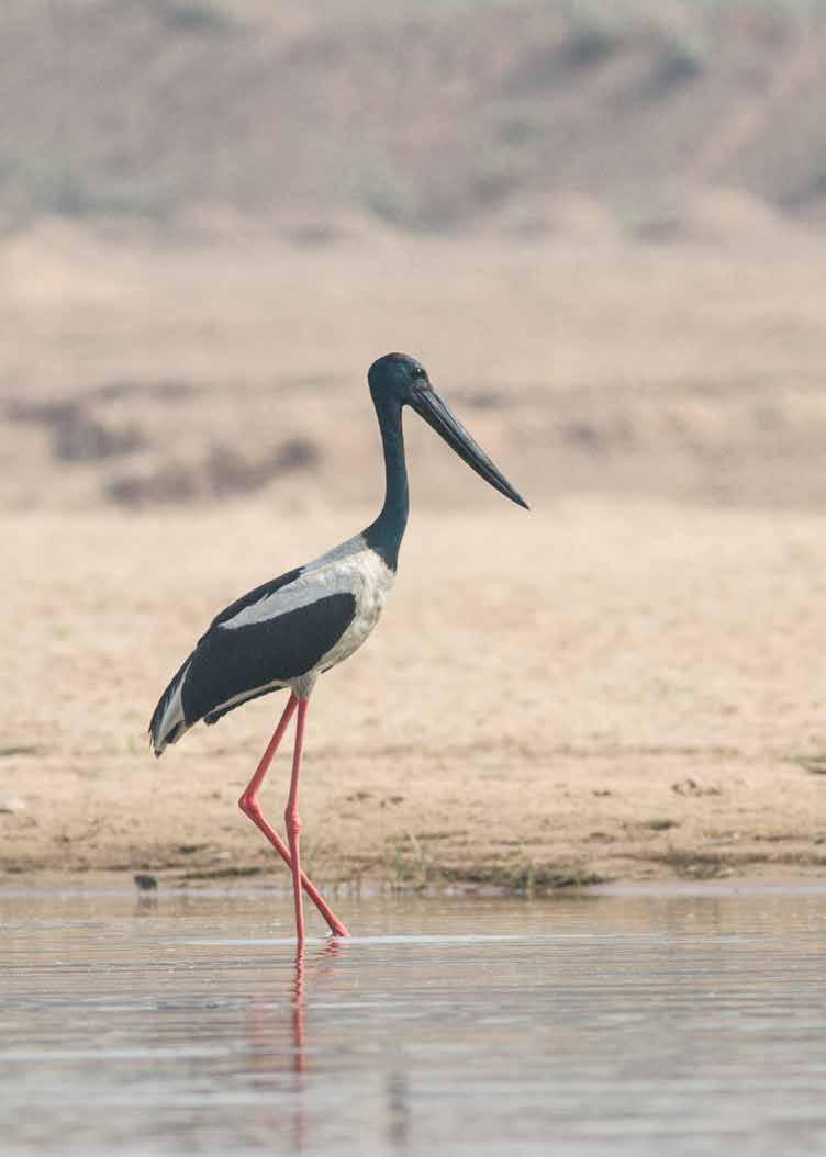 Black-necked