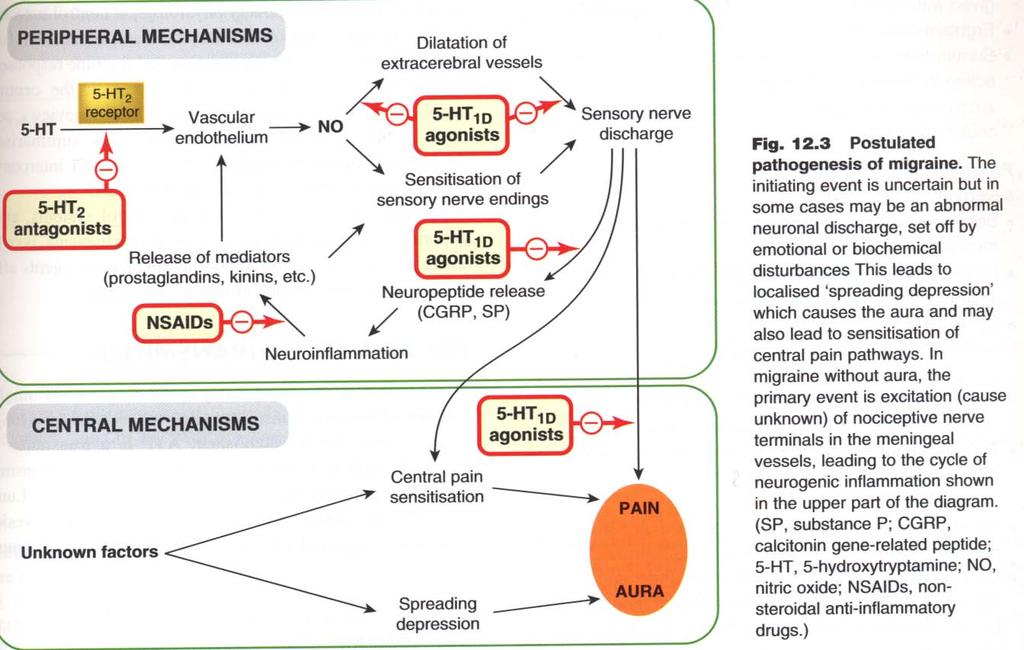 Migraine mechanisms
