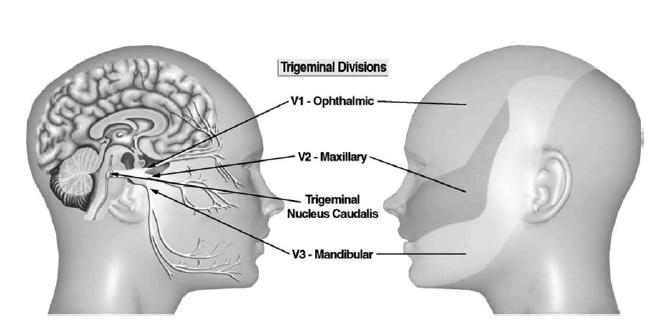Migraine mechanisms The