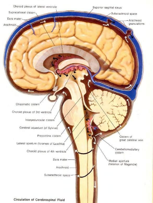 Likvorfysiologi Plexus choroideus Sinus sagitalis superior