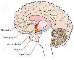 Vanliga läkemedel med effekter i limbiska systemet Astaxanthin, en antioxidant, har effekt i hippocampus, hypothalamus och amygdala Metformin and