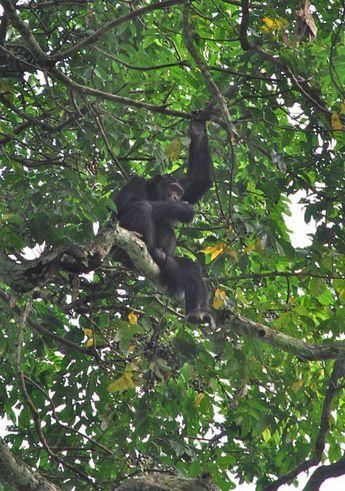 I ravinen finns ett rikt djurliv med olika primater som svart-vit coloubus, red monkey och flera schimpansgrupper.