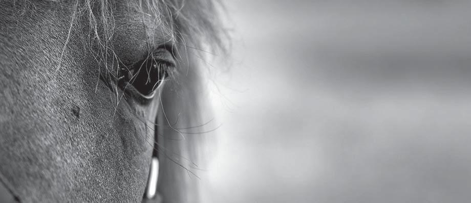 www.worldwidepedigree.com i samarbete med Sweden International Yearlings Sale EMAIL PASSWORD FOGOT PASSWORD?