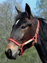 74 Stall F AM BLOODSTOCK presenterar: HOLDFAST AM 17-3382 mörkbrun hingst f. 28 maj 2017 0% franskt blod, 14% inavel Chapter Seven på Muscle Hill! CHAPTER SEVEN 1.08,5ak 18.329.