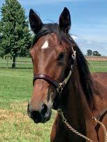 ALLEVAMENTO KRONOS presenterar: BREEZE KRONOS 17-2726 brunt sto f. 18 mars 2017 1% franskt blod, 15% inavel Muscle Hill på Viking Kronos-möderne! 75 Stall B MUSCLE HILL 1.08,5ak 25.059.