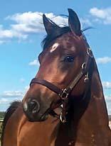 76 Stall B EM STABLES presenterar: LET S FACE EM 17-1018 brun hingst f. 31 januari 2017 36% franskt blod, 6% inavel Oaksvinnarens första med Bold Eagle som pappa! BOLD EAGLE 1.08,4ak 4.131.