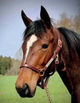 78 Stall A CARELYA 17-2818 brunt sto f. 10 maj 2017 30% franskt blod, 6% inavel Ung fransk topphingst på spännande möderne! CHARLY DU NOYER 1.10,3am 812.590 euro 42 st: 11 5 5 CARELIA BOKO 1.15,5m 89.
