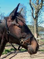 82 Stall A ÖNAHÄSTEN presenterar: ÖNAS PRINCESS 17-1990 mörkbrunt sto f. 9 maj 2017 0% franskt blod, 15% inavel Storasyster är miljonärska! CHOCOLATIER 1.09,2ak 9.003.