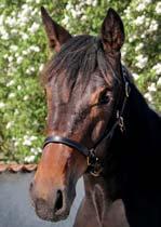 VANJA & RONNY OLOFSSON presenterar: MAKE MY DREAM 17-2836 mörkbrunt sto f. 10 juni 2017 11% franskt blod, 10% inavel Klassisk stam med storloppsvinnare! 87 Stall D MAKE IT HAPPEN 1.10,0ak 7.622.