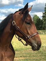 90 Stall B EM STABLES presenterar: LEGALIZE EM 17-1087 brunt sto f. 2 april 2017 11% franskt blod, 11% inavel Mamma är syster med Oaks-vinnare! THE BANK 1.08,9ak 9.383.