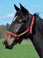 92 Stall F TÄVLINGSRÄTT RACING PROSPECT AM BLOODSTOCK presenterar tävlingsrätten i: HALLOWEEN AM 17-3396 svartbrunt sto f. 20 maj 2017 17% franskt blod, 8% inavel Årgångstopp som lämnar årgångstoppar!