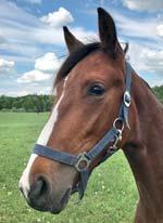 94 Stall F HYLLSTOFTA STUTERI presenterar: BRIDGE BUILDER 17-1019 brun hingst f. 23 januari 2017 31% franskt blod, 6% inavel Readly-hingst med toppmamma! READLY EXPRESS 1.09,9am 15.733.