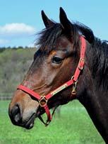 96 Stall F AM BLOODSTOCK presenterar: HEATHER AM 17-3391 mörkbrunt sto f. 19 maj 2017 11% franskt blod, 9% inavel Muscle Hill-sto med rätt förutsättningar! MUSCLE HILL 1.08,5ak 25.059.