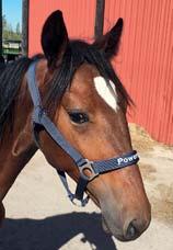 STAL QUATTRO presenterar: KUNG DI QUATTRO 17-2872 brun hingst f. 30 maj 2017 25% franskt blod, 6% inavel Bold Eagle-hingst med supertalang som mamma! 97 Stall A BOLD EAGLE 1.08,4ak 4.131.